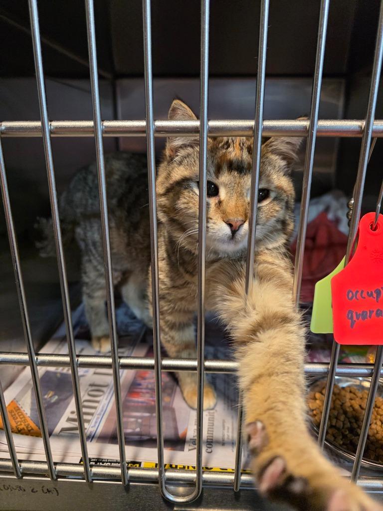 Enlarge Sneezy, a Adoptable mixed breed in Minot, ND image 2/2