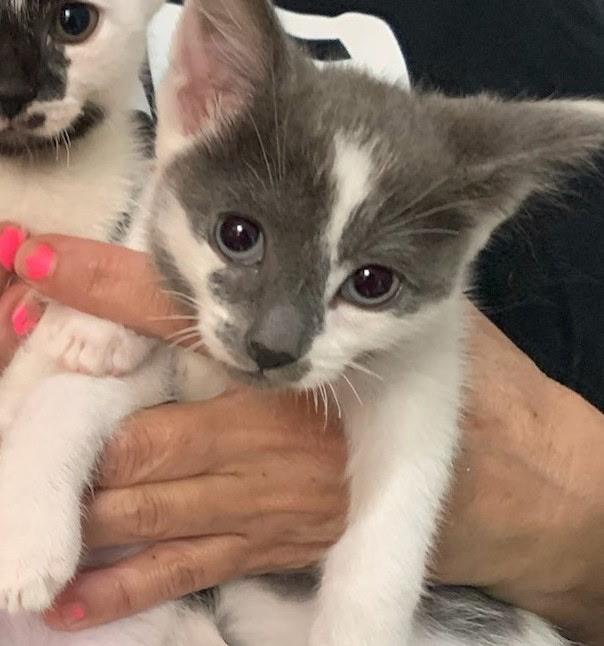 Enlarge Saturn, a ADOPTABLE Domestic Short Hair in Brooklyn, NY image 4/4