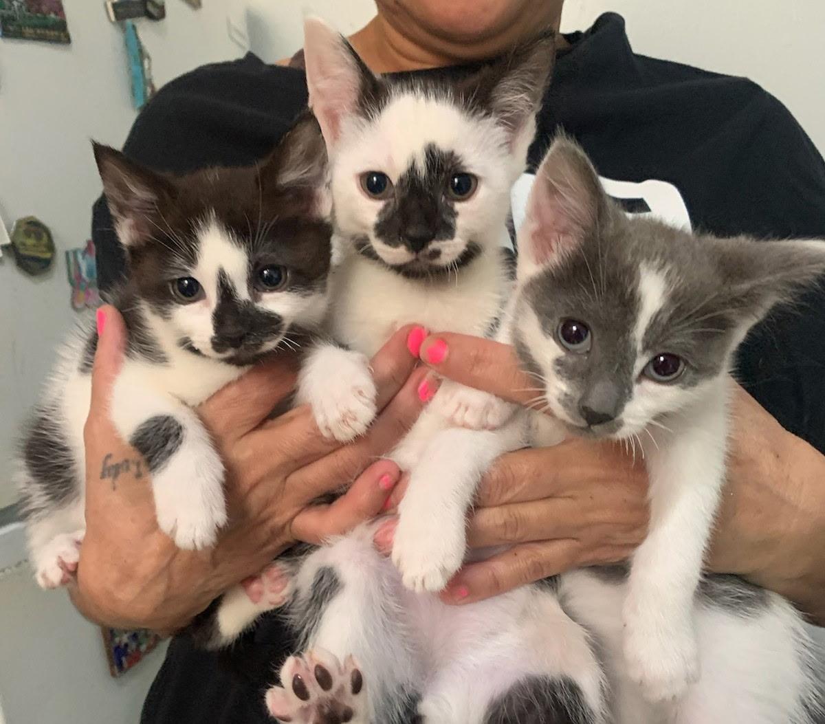 Enlarge Saturn, a ADOPTABLE Domestic Short Hair in Brooklyn, NY image 3/4