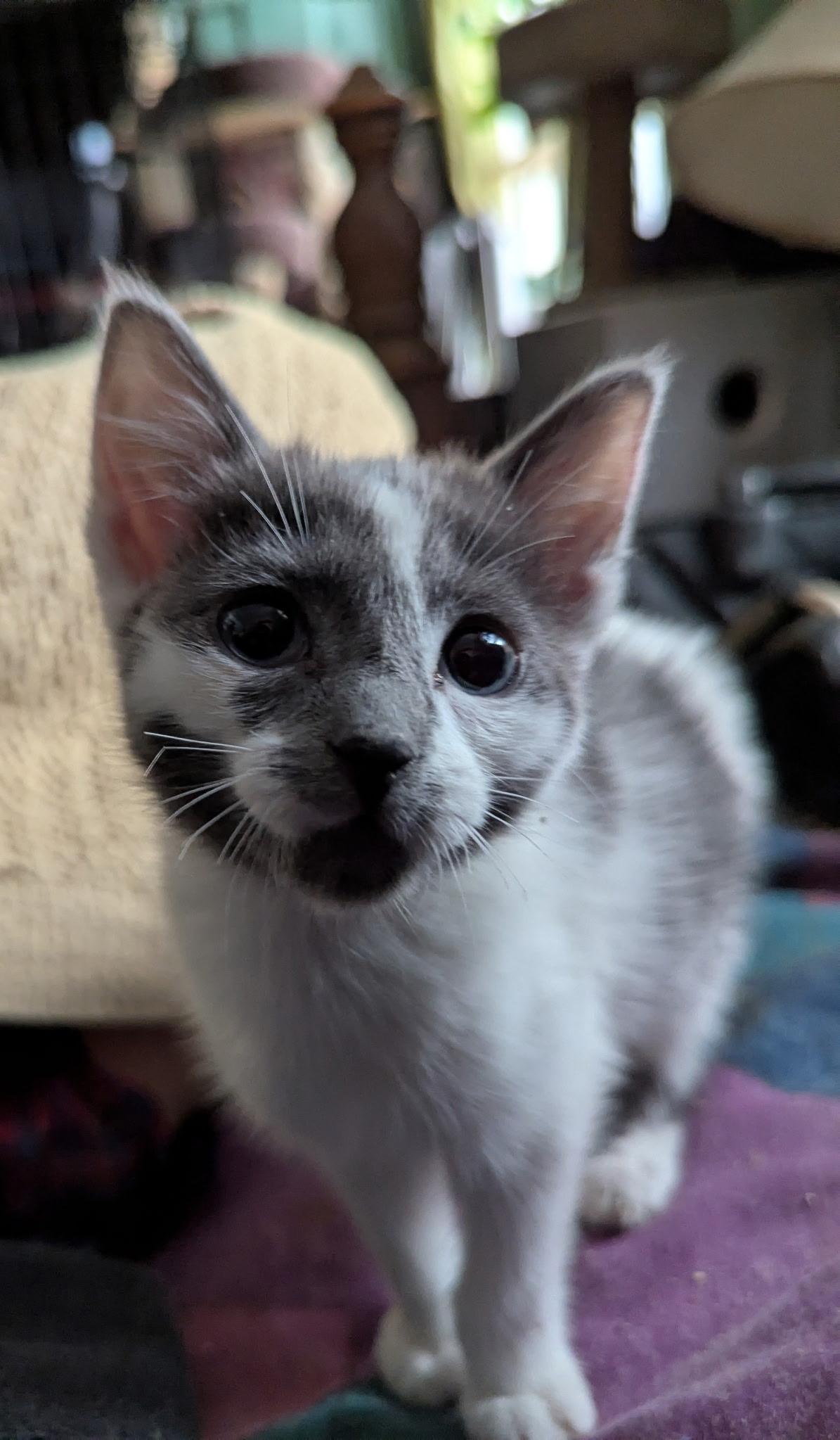 Saturn, ADOPTABLE, Kitten Female Domestic Short Hair.