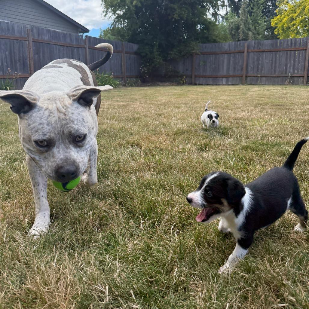 Nix, a Adoptable mixed breed in Newberg, OR image 1/6