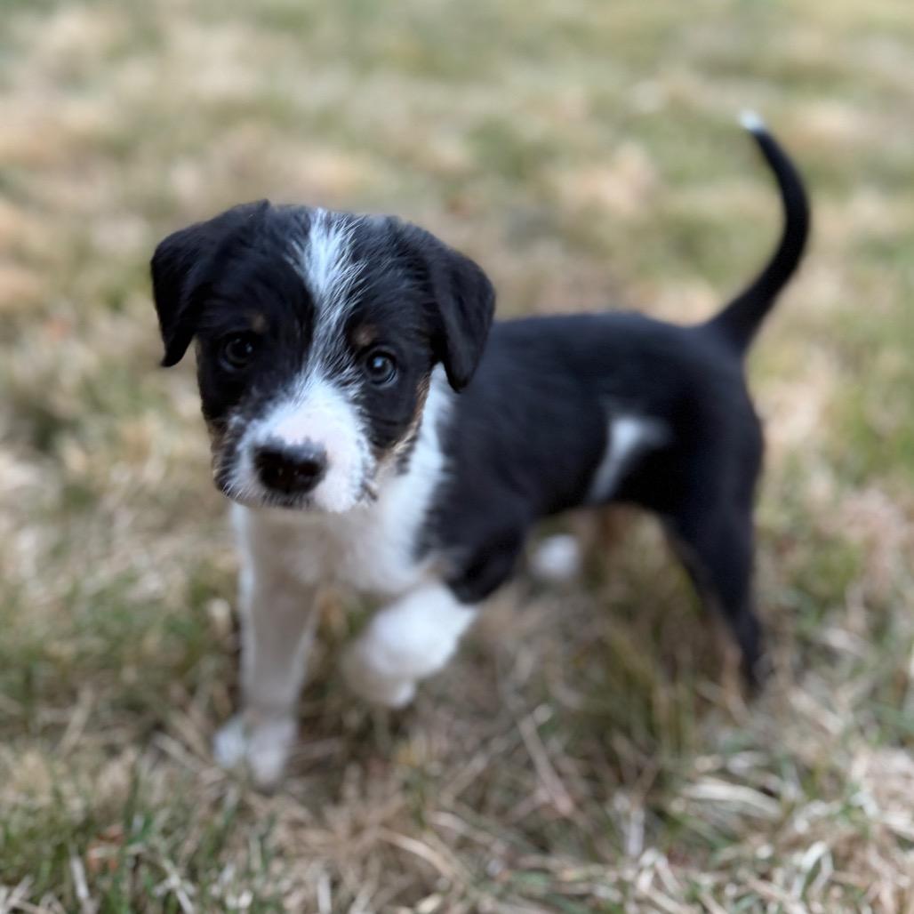 Nix, a Adoptable mixed breed in Newberg, OR image 5/6