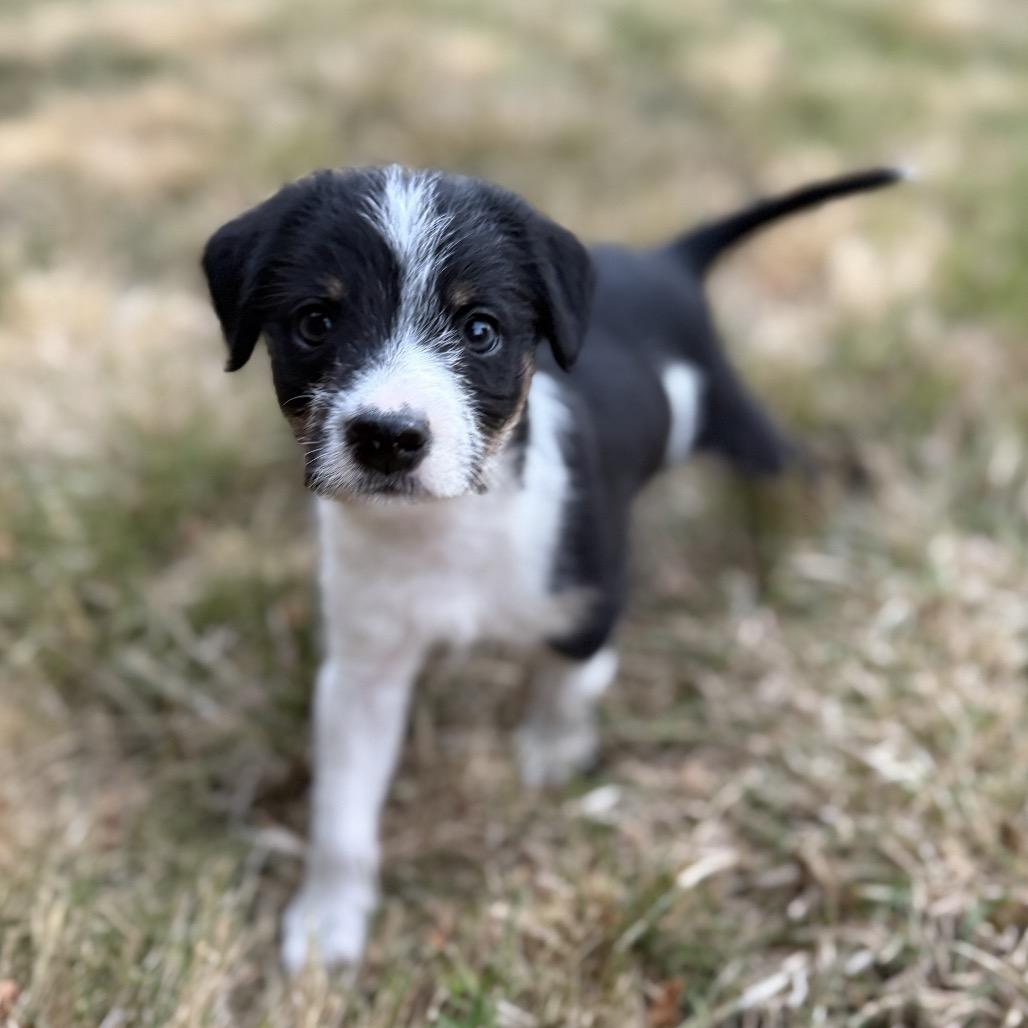 Nix, a Adoptable mixed breed in Newberg, OR image 6/6