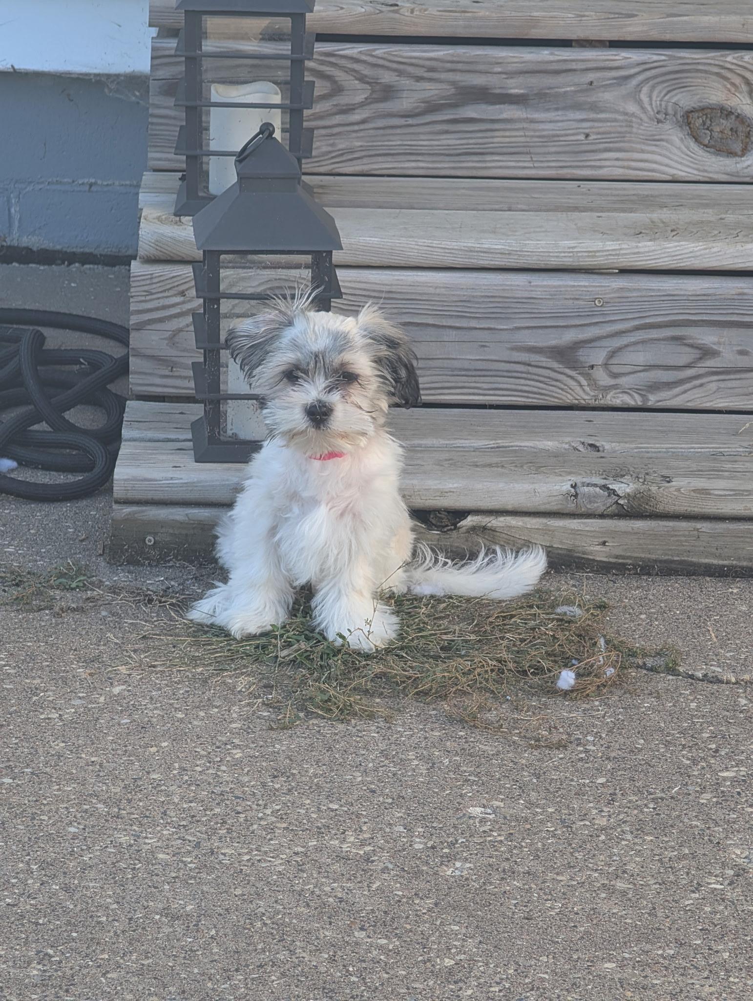 Enlarge Opal, a Adoptable mixed breed in Bettendorf, IA image 4/6