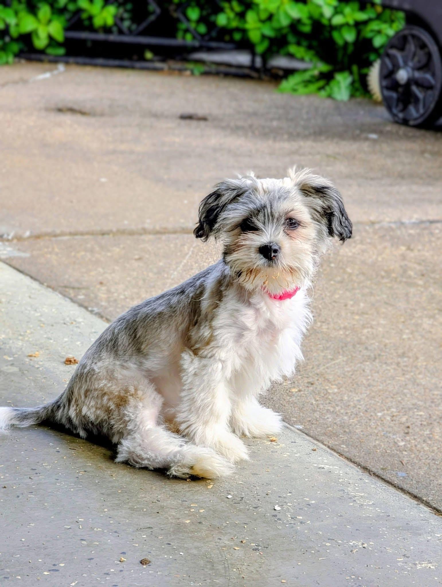 Opal, Adoptable, Puppy Female Shih Tzu.