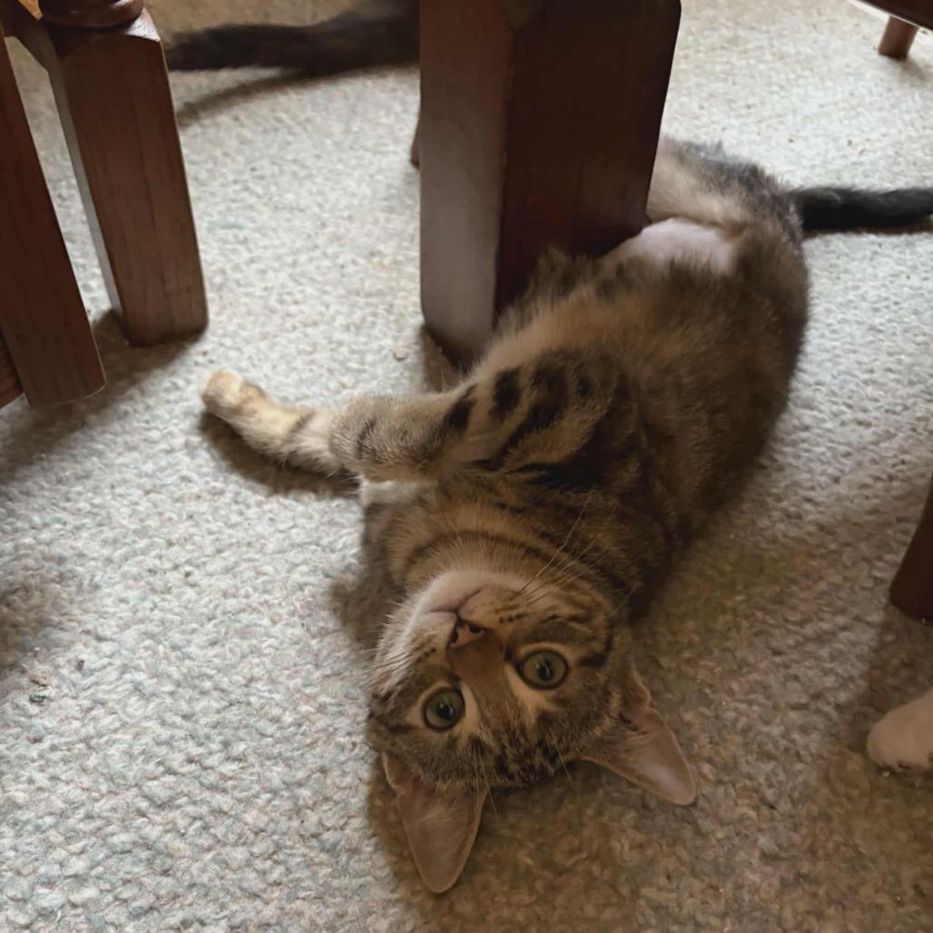 Coriakin, Adoptable, Kitten Female Domestic Short Hair.