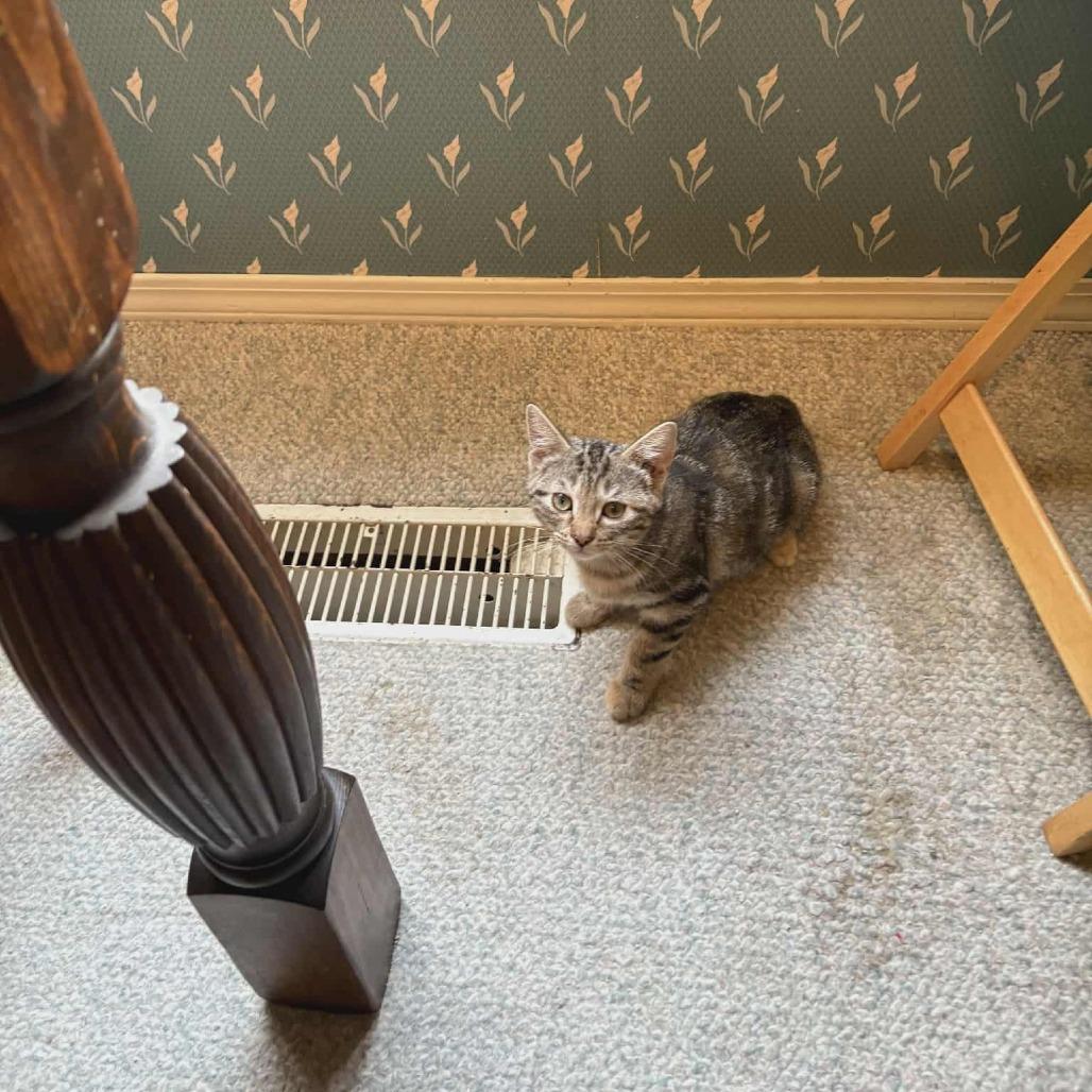 Enlarge Coriakin, a Adoptable Domestic Short Hair in Abbotsford, BC image 3/6