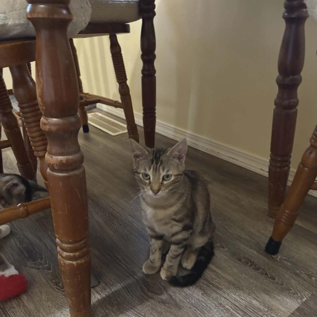 Enlarge Coriakin, a Adoptable Domestic Short Hair in Abbotsford, BC image 4/6