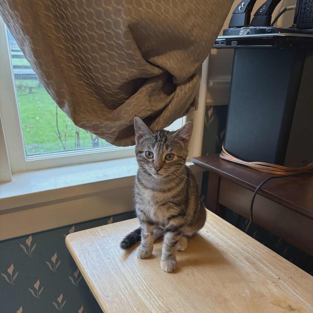 Enlarge Coriakin, a Adoptable Domestic Short Hair in Abbotsford, BC image 5/6