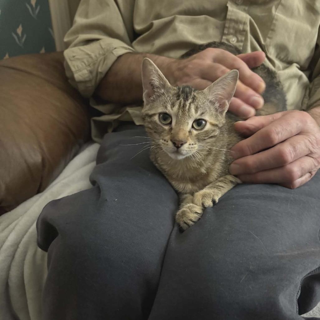 Enlarge Coriakin, a Adoptable Domestic Short Hair in Abbotsford, BC image 6/6