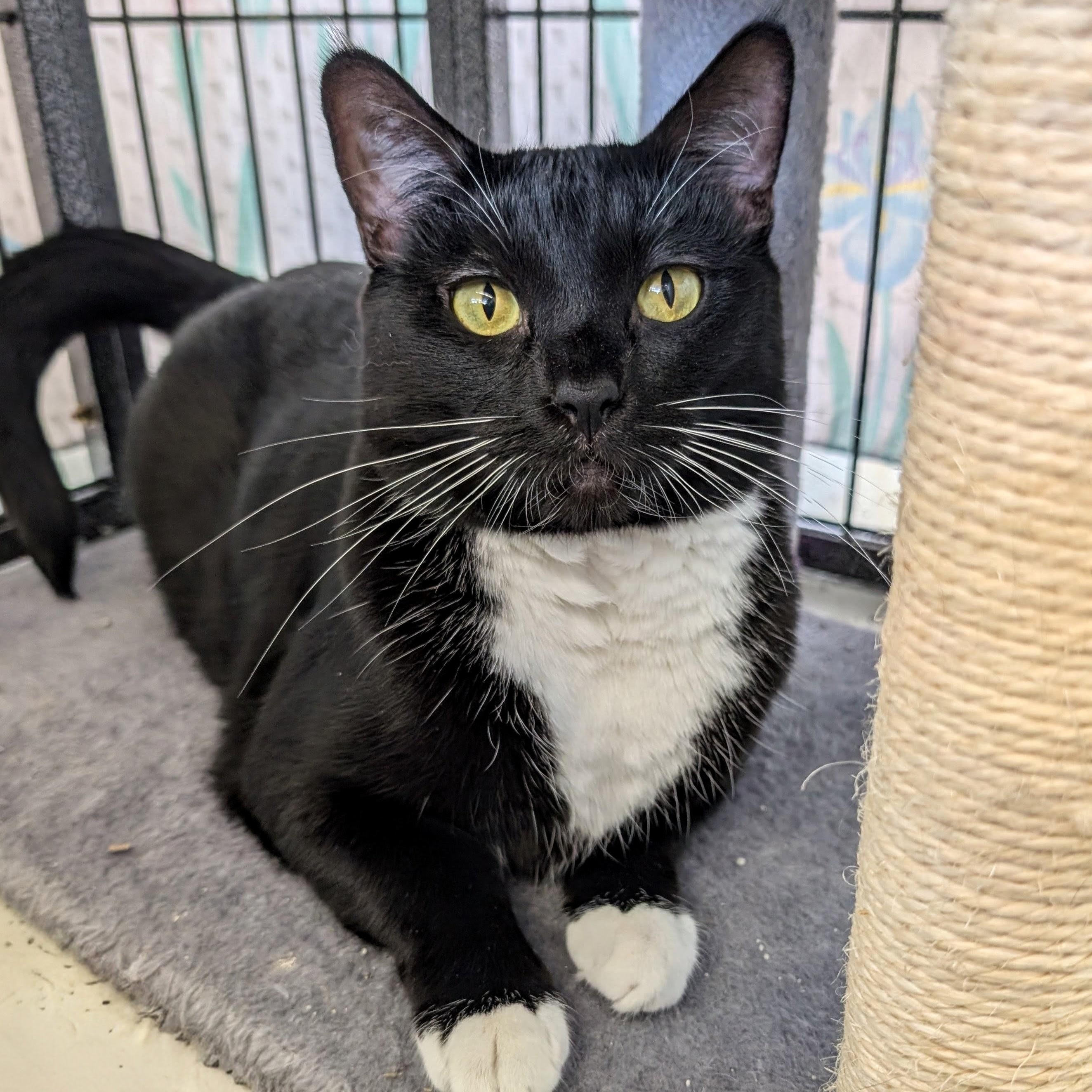 Enlarge Celeste, a Adoptable Domestic Short Hair in St. Louis, MO image 1/3
