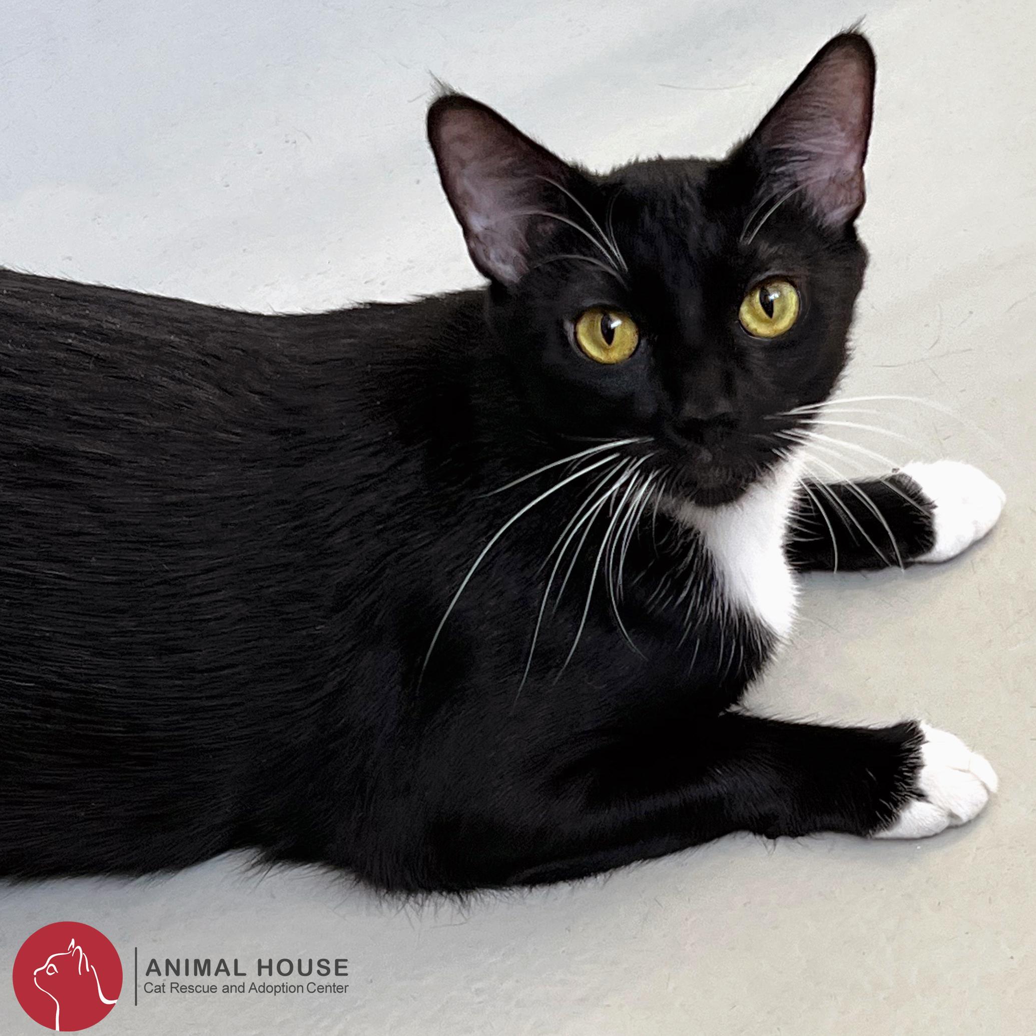 Enlarge Celeste, a Adoptable Domestic Short Hair in St. Louis, MO image 2/3