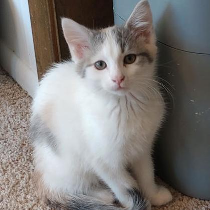 Daisy, adopted, Kitten Female Domestic Short Hair.