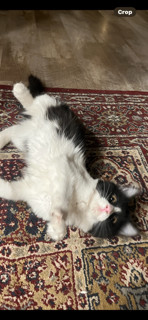 Mistletoe, Adopted, Young Female Tuxedo.