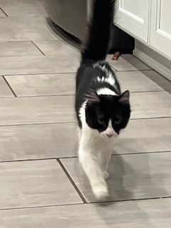 Mistletoe, Adopted, Young Female Tuxedo.