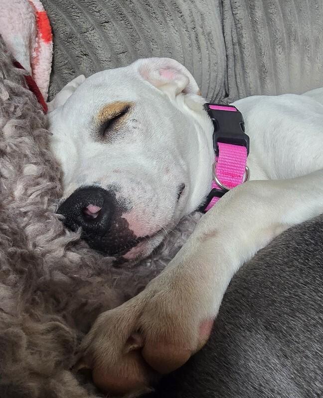 Enlarge Nessie, a Adoptable mixed breed in Alma, WI image 1/5