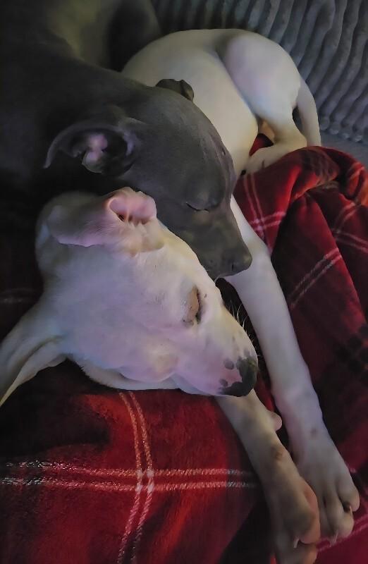 Enlarge Nessie, a Adoptable mixed breed in Alma, WI image 3/5