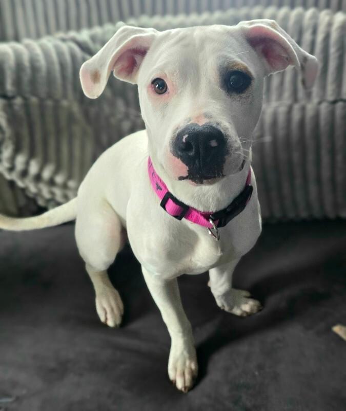 Enlarge Nessie, a Adoptable mixed breed in Alma, WI image 4/5