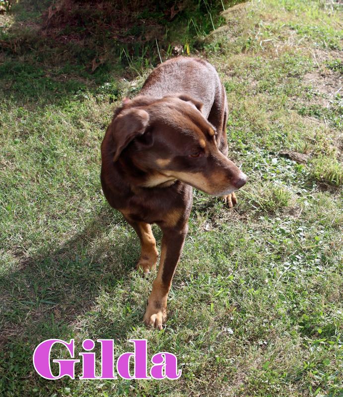 GILDA photo 4