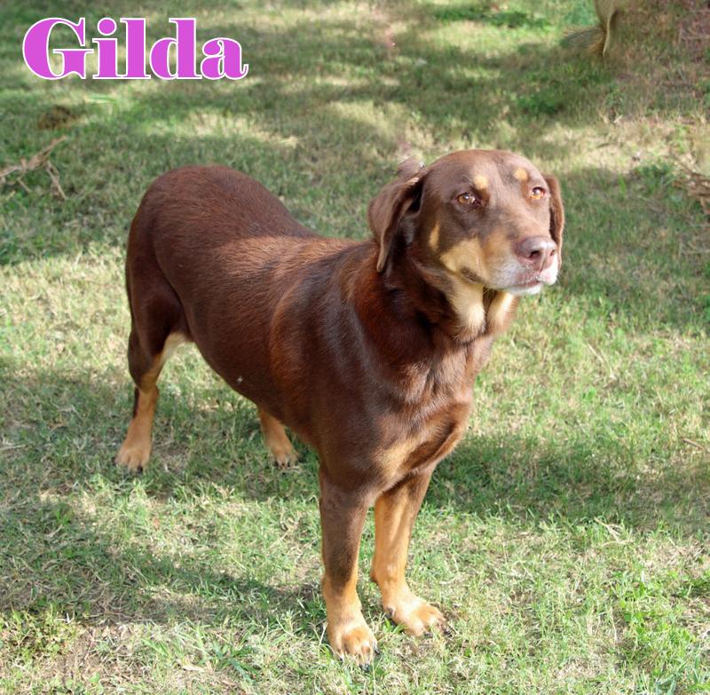 GILDA photo 2