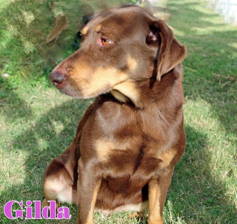 GILDA photo 6