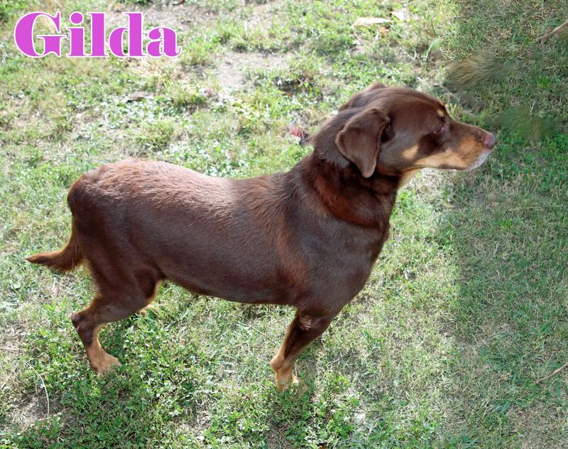 GILDA photo 5