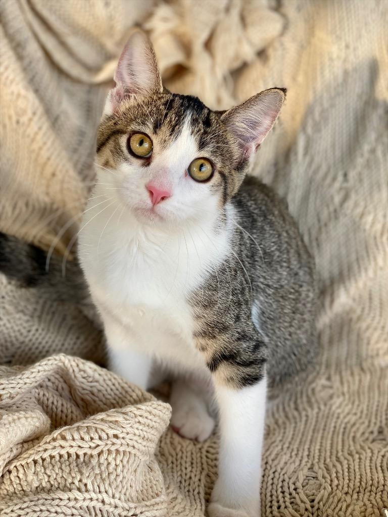 Enlarge Melody, a Adoptable Domestic Short Hair in Decorah, IA image 1/2