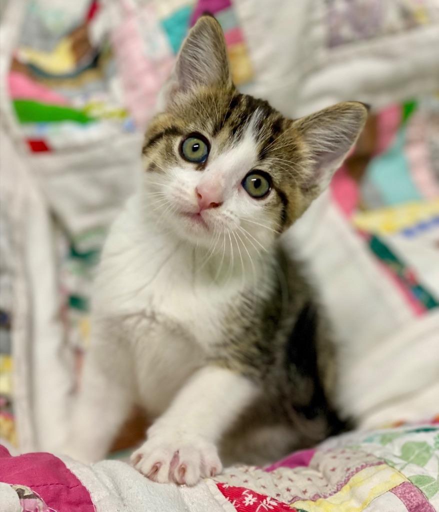 Enlarge Melody, a Adoptable Domestic Short Hair in Decorah, IA image 2/2