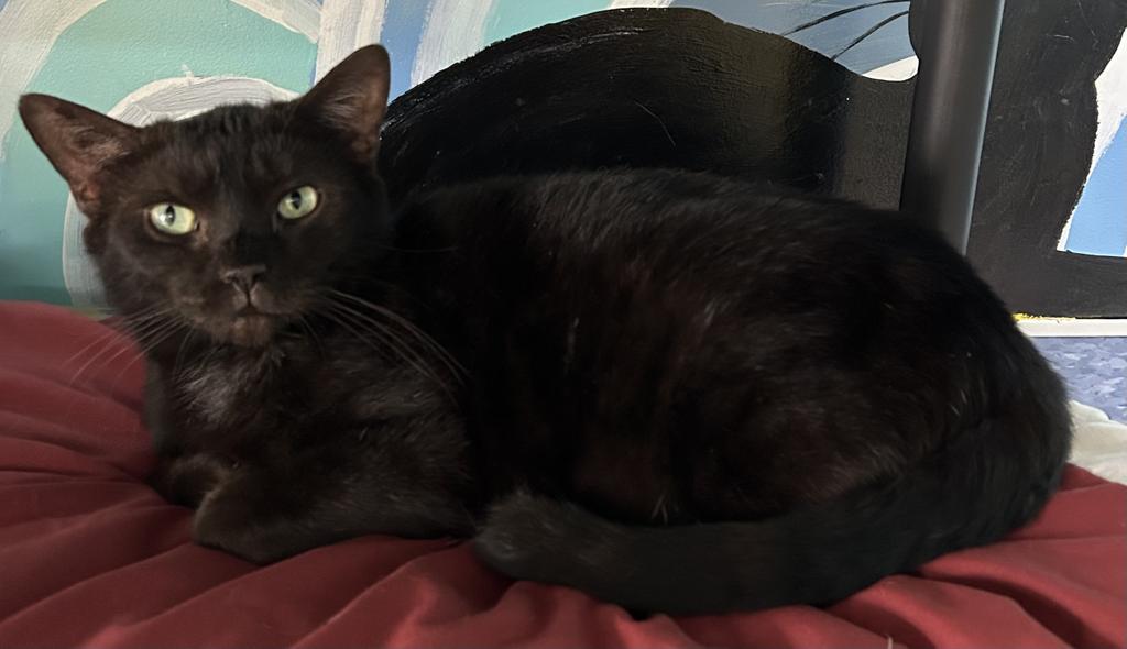Elina, Adoptable, Senior Female Domestic Short Hair.