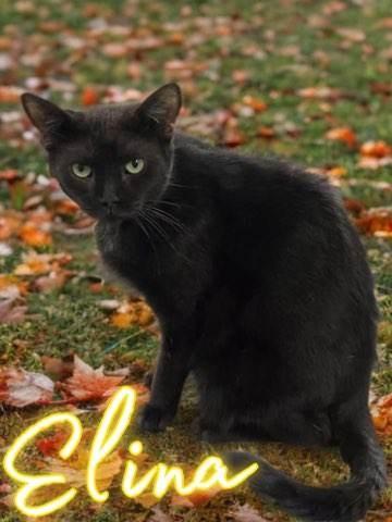 Enlarge Elina, a Adoptable mixed breed in Jim Thorpe, PA image 2/5
