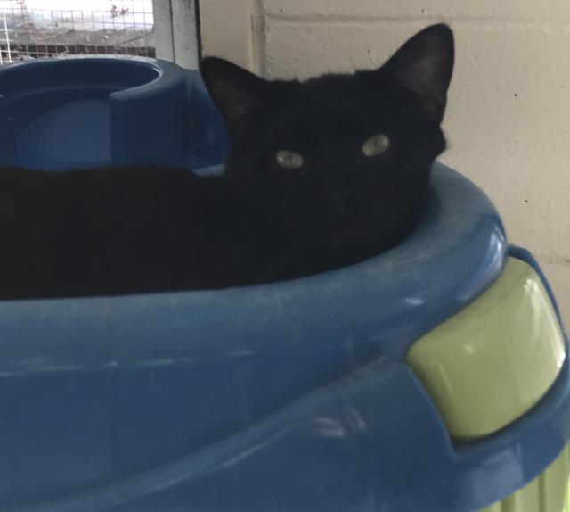 Enlarge Elina, a Adoptable mixed breed in Jim Thorpe, PA image 3/5