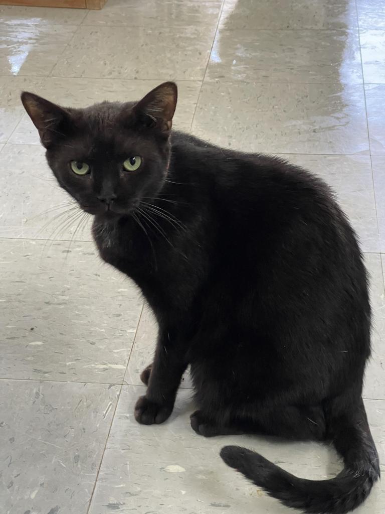 Enlarge Elina, a Adoptable mixed breed in Jim Thorpe, PA image 4/5