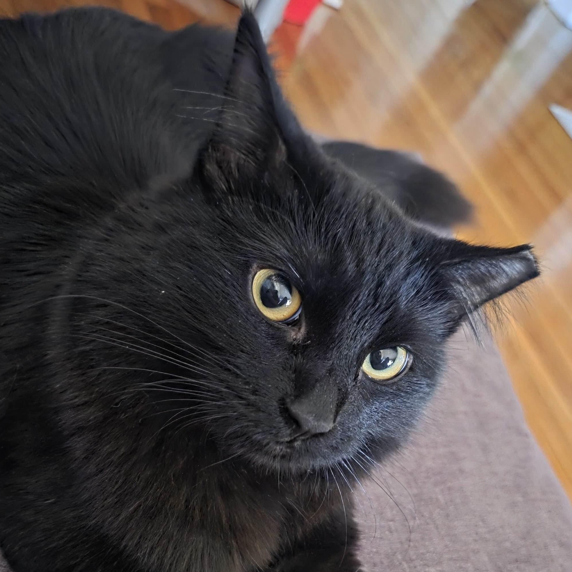 Enlarge Allie, an adopted Domestic Long Hair in Weehawken, NJ image 2/6