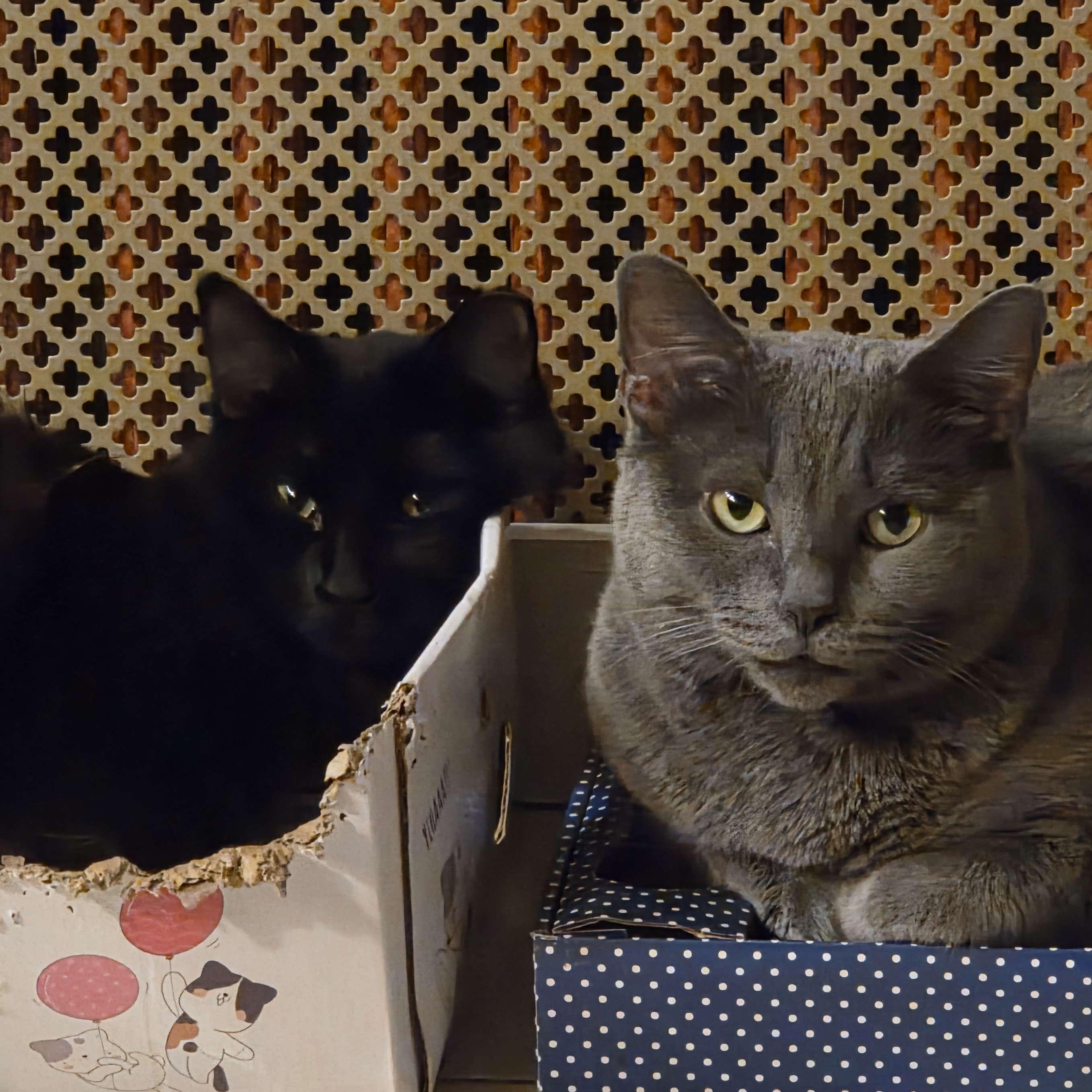 Enlarge Allie, an adopted Domestic Long Hair in Weehawken, NJ image 5/6