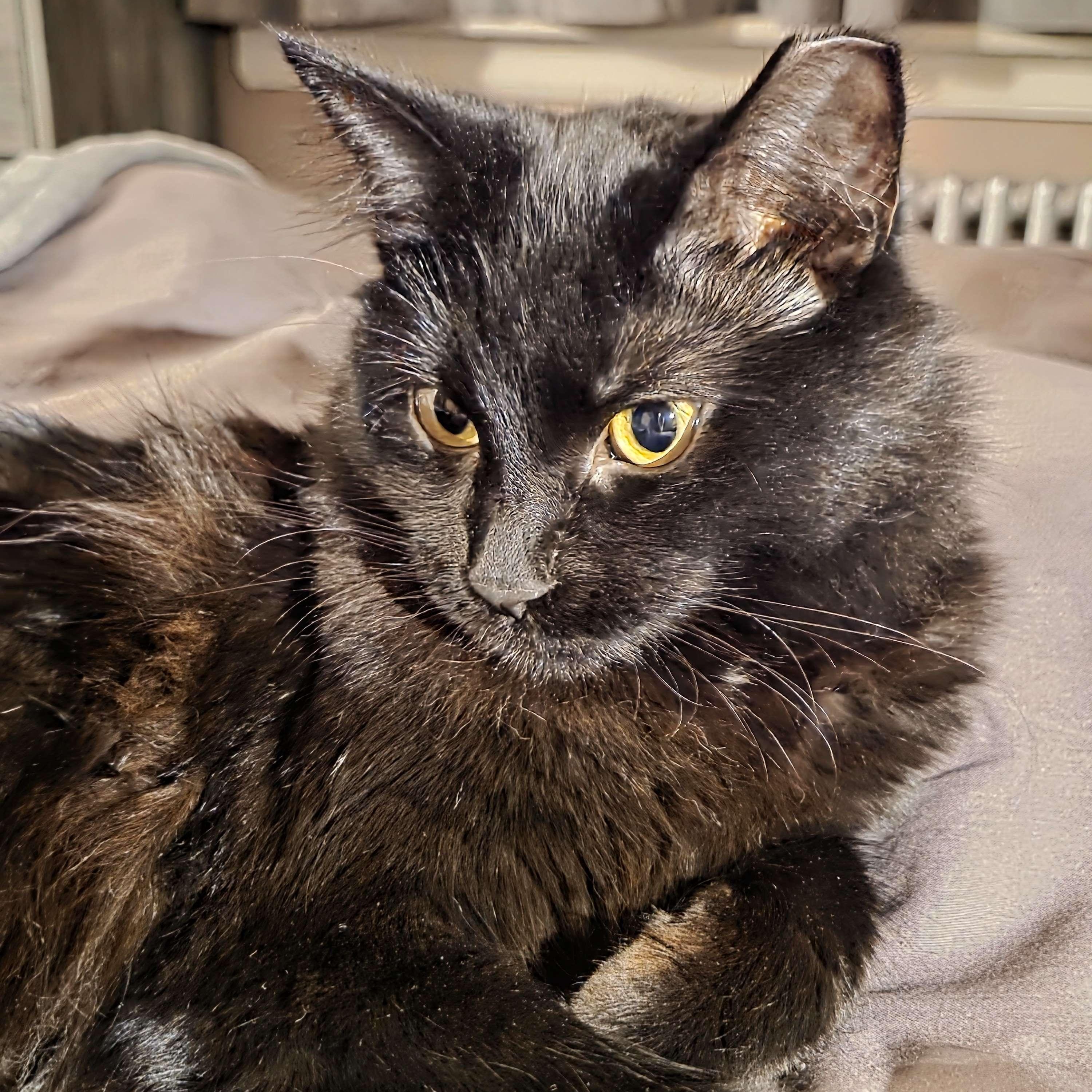 Allie, adopted, Kitten Female Domestic Long Hair.