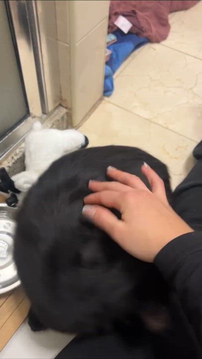 Enlarge Allie, an adopted Domestic Long Hair in Weehawken, NJ video 6/6