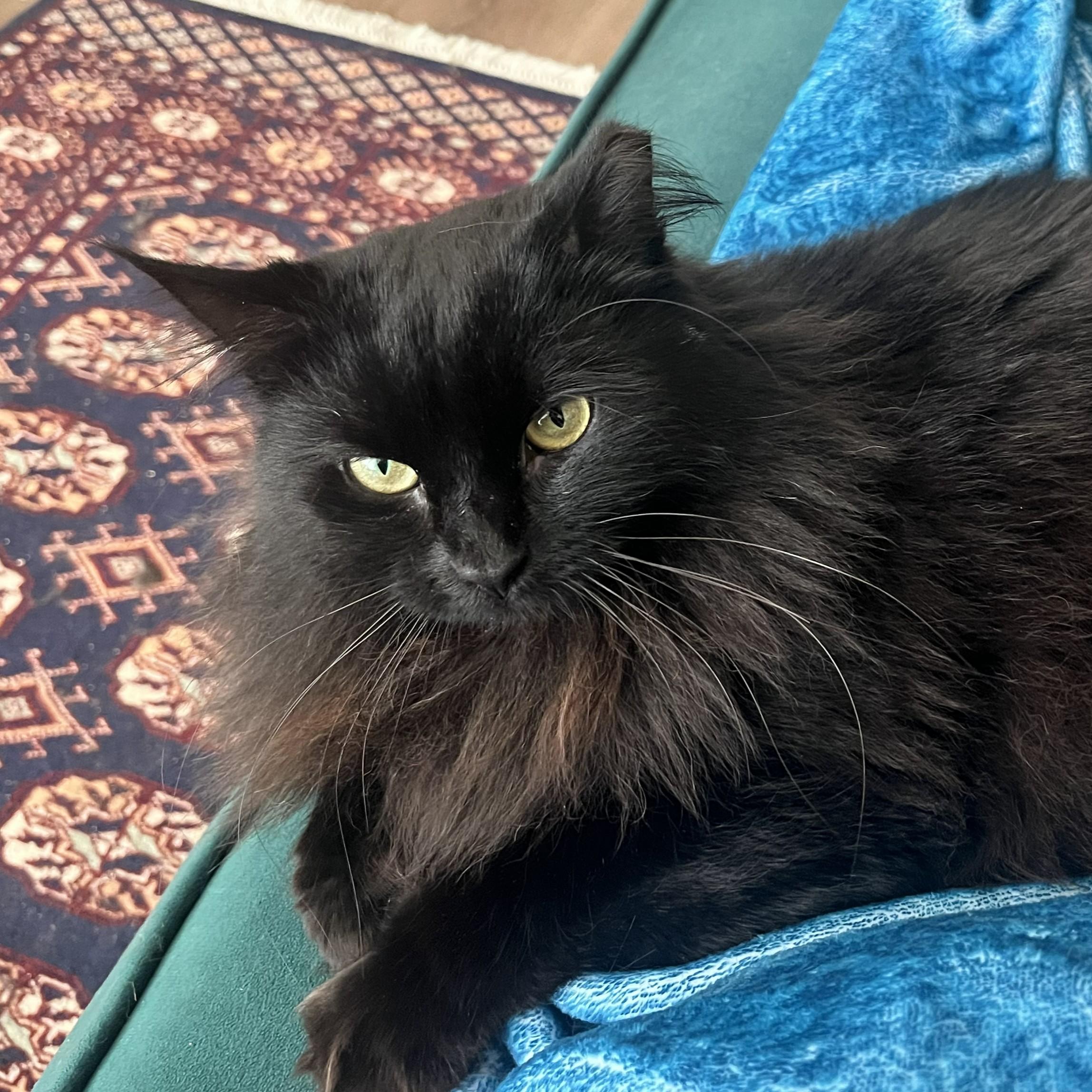 Enlarge Circe (chirpy, fluffy, loving), a Adopted Domestic Long Hair in New Cumberland, PA image 2/6
