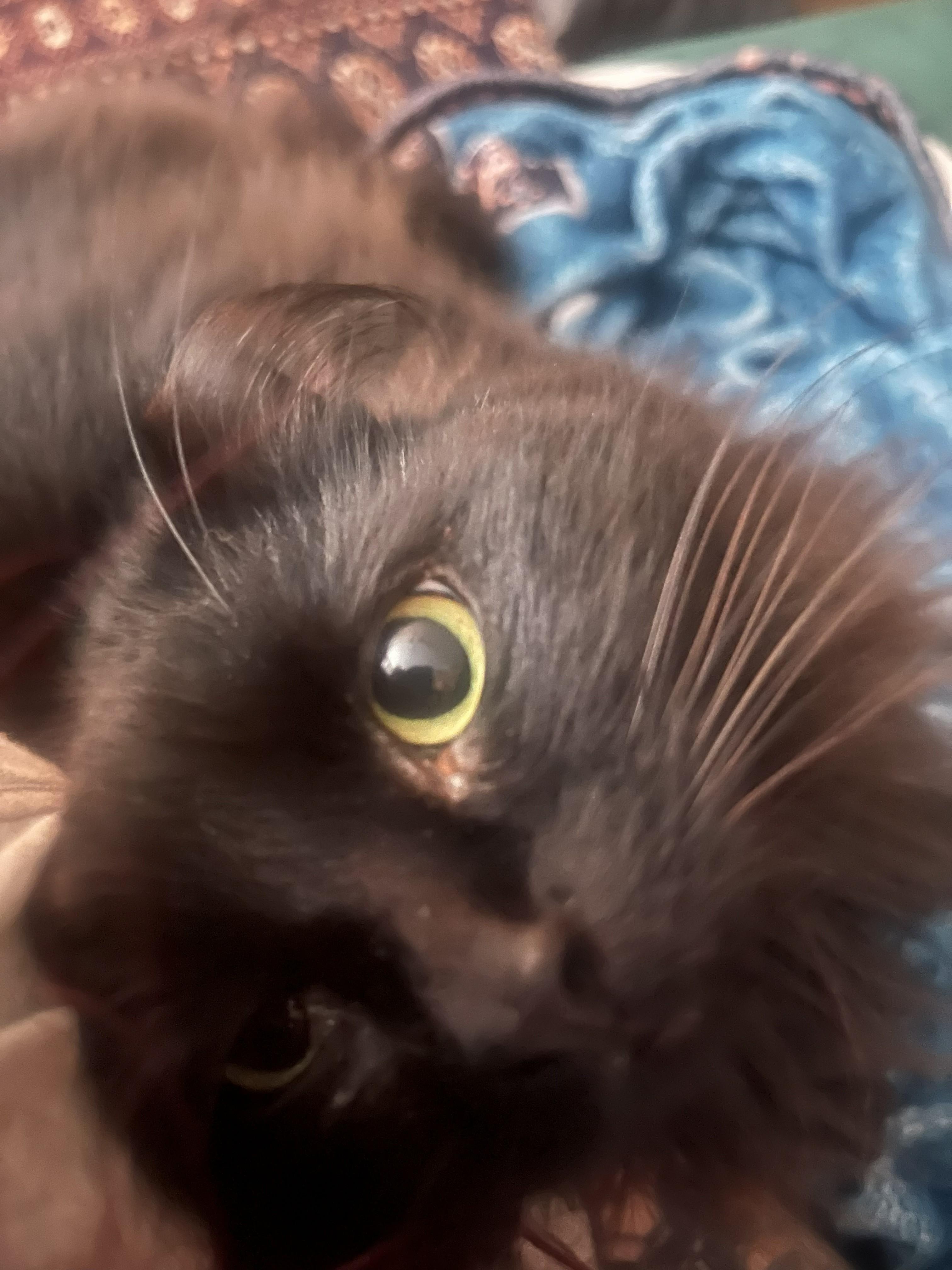 Enlarge Circe (chirpy, fluffy, loving), a Adopted Domestic Long Hair in New Cumberland, PA image 6/6