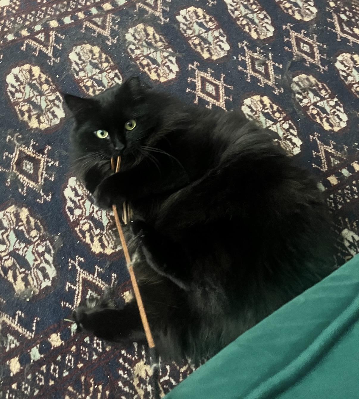 Circe (chirpy, fluffy, loving), Adopted, Adult Female Domestic Long Hair.
