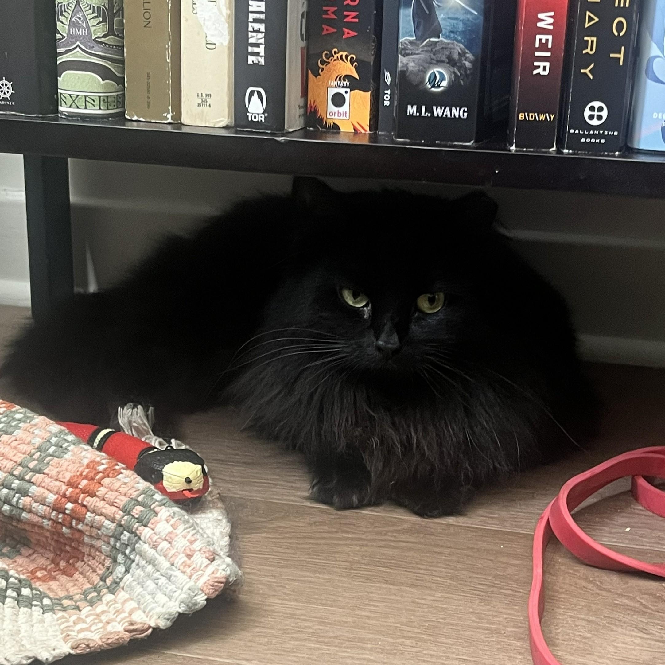 Enlarge Circe (chirpy, fluffy, loving), a Adopted Domestic Long Hair in New Cumberland, PA image 4/6