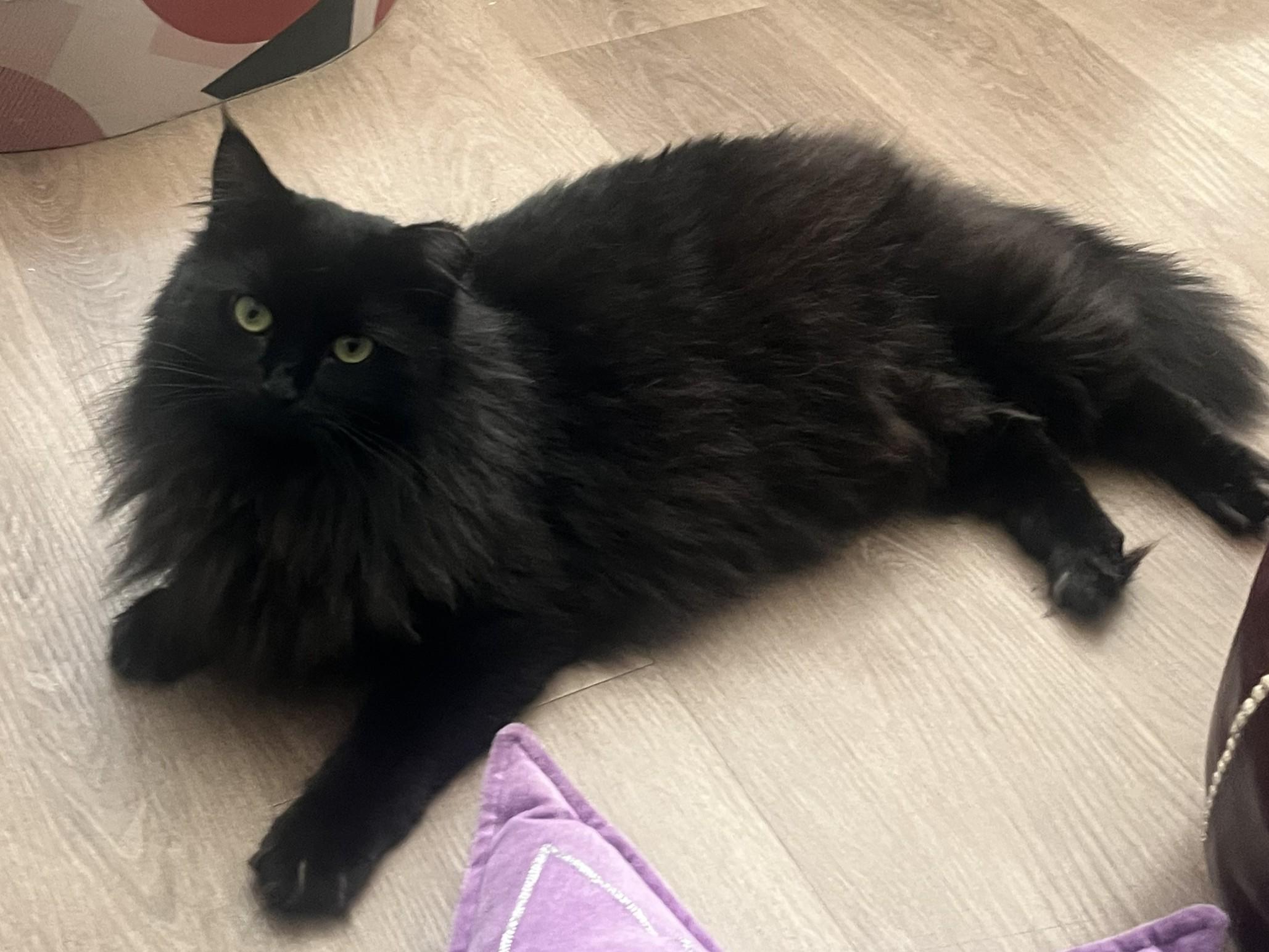 Enlarge Circe (chirpy, fluffy, loving), a Adopted Domestic Long Hair in New Cumberland, PA image 5/6