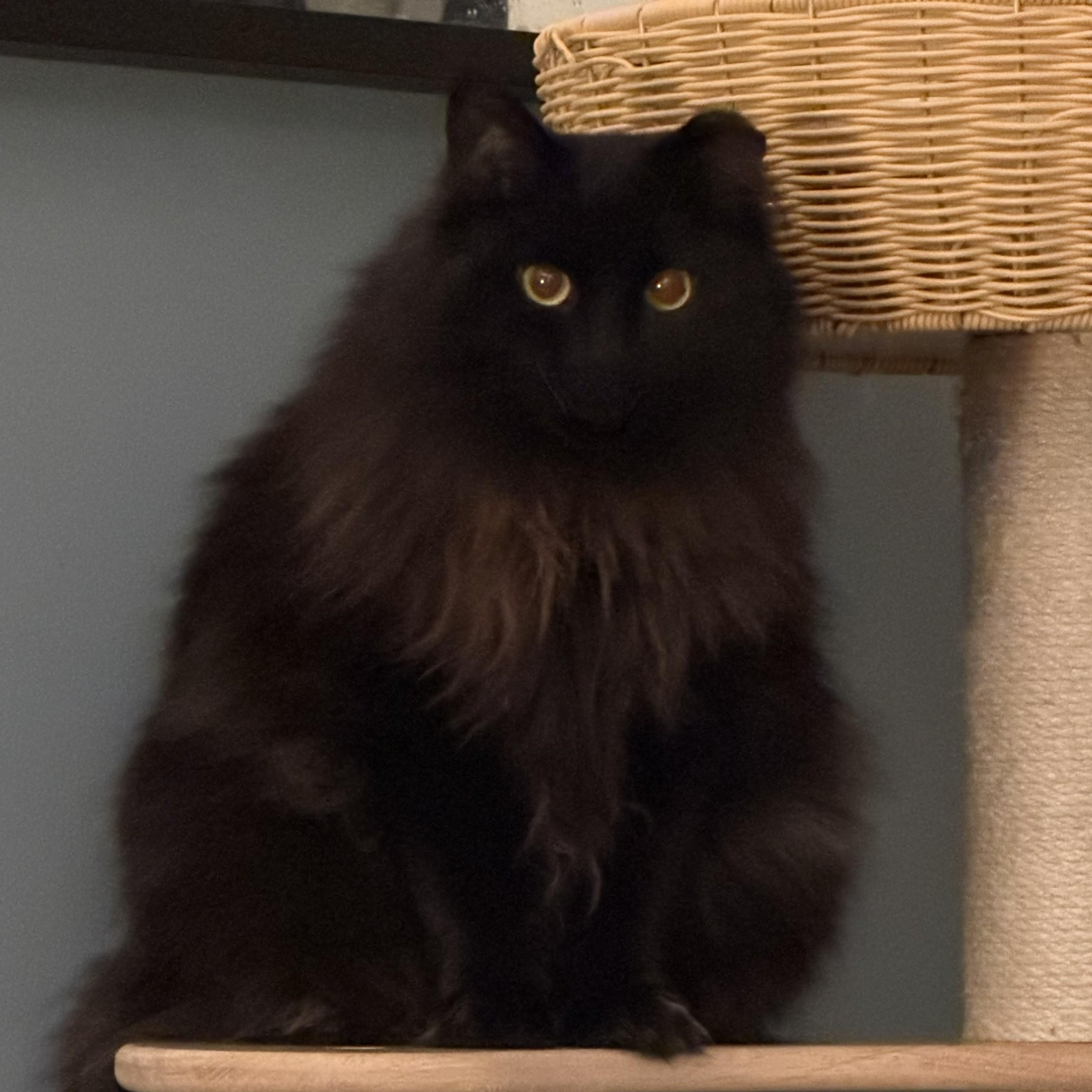 Enlarge Circe (chirpy, fluffy, loving), a Adopted Domestic Long Hair in New Cumberland, PA image 3/6