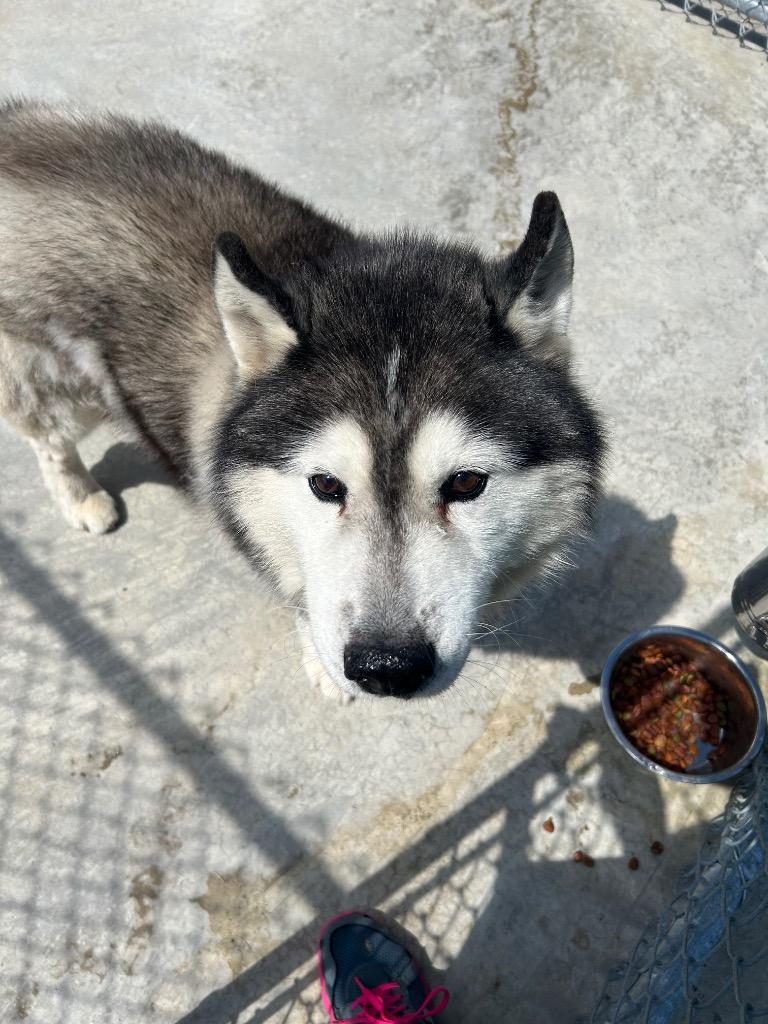 Breaker, Adoptable, Senior Male Husky.