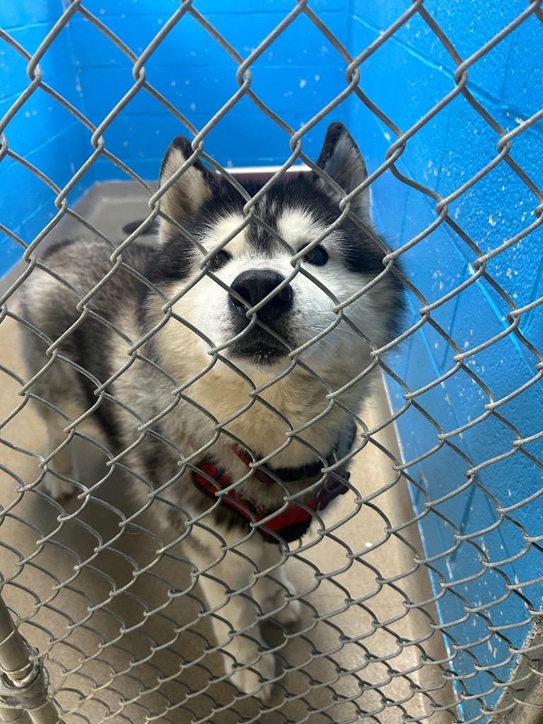 Breaker, a Adoptable Husky in New Manchester, WV image 2/2