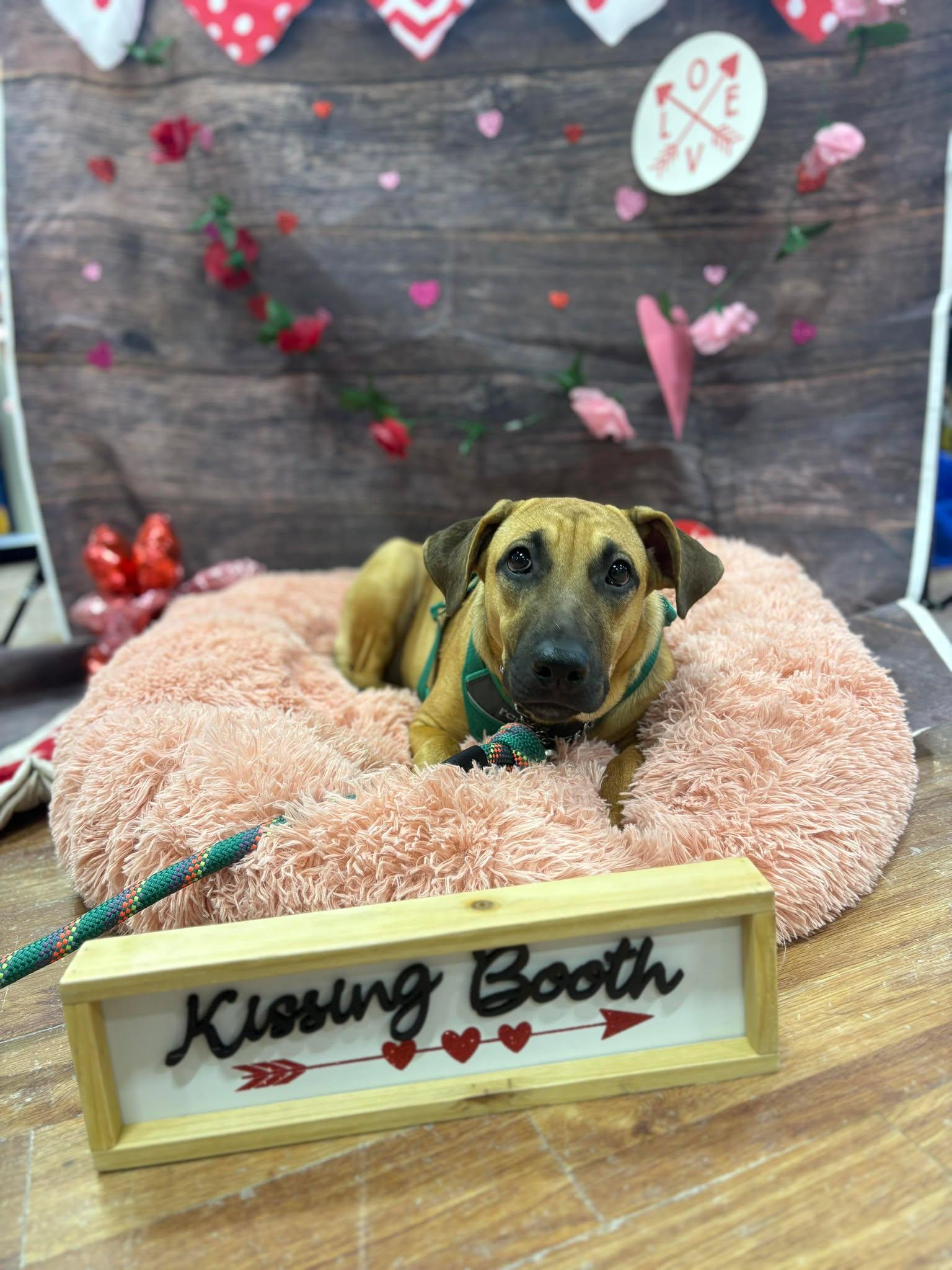 Enlarge Cannoli, a ADOPTABLE Mixed Breed in Burlington, ON image 1/2