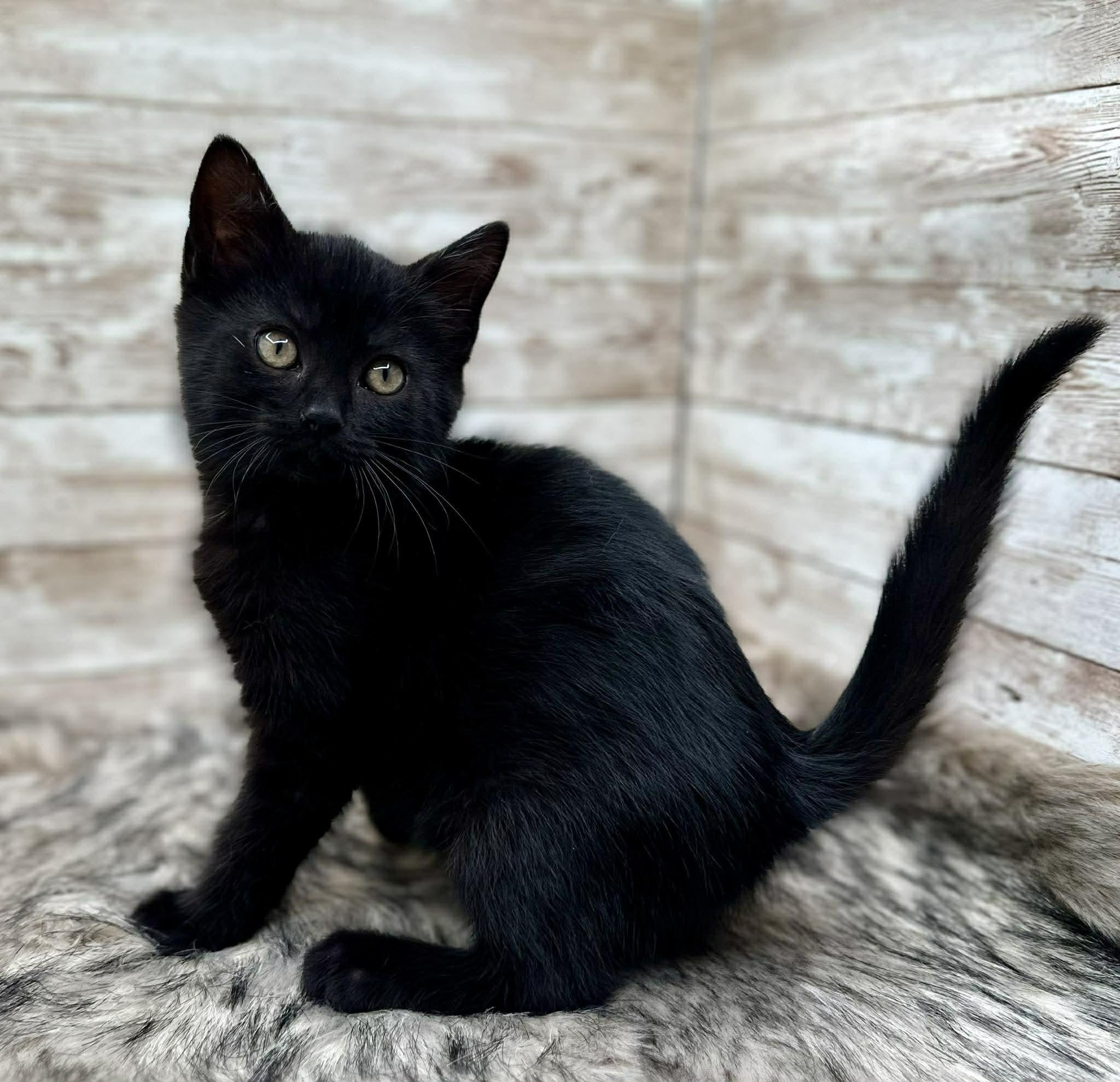Hendrick, an adopted Domestic Short Hair in Lexington, KY image 5/5
