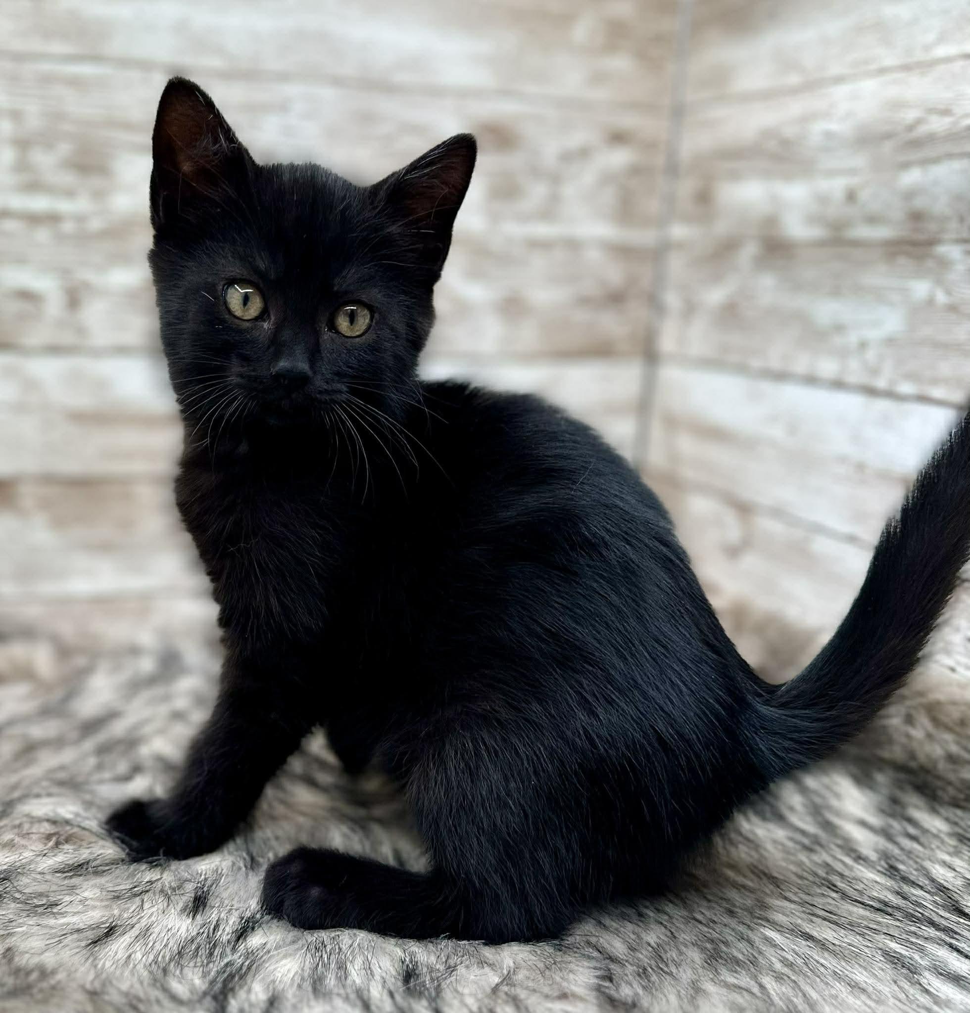 Hendrick, an adopted Domestic Short Hair in Lexington, KY image 4/5