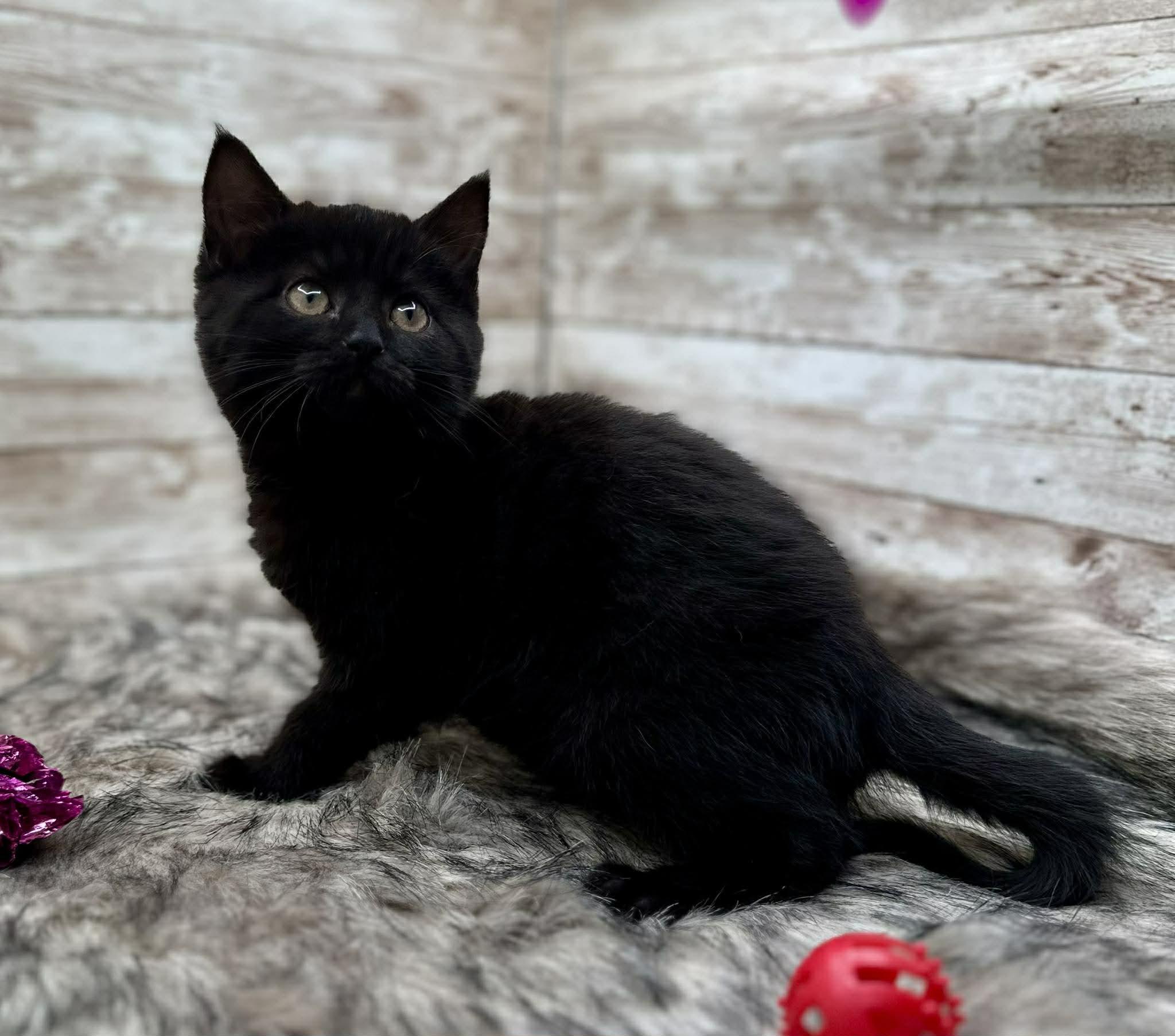 Hendrick, an adopted Domestic Short Hair in Lexington, KY image 2/5