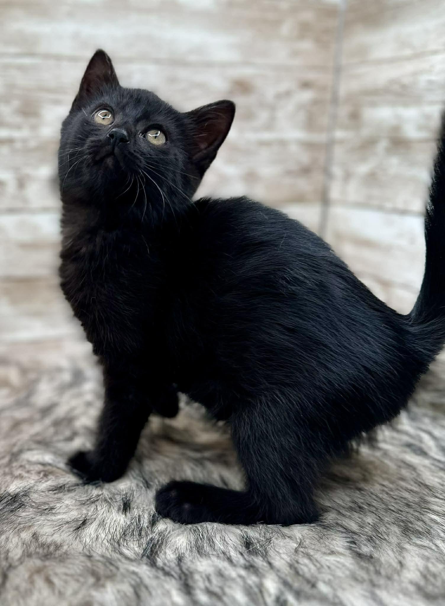 Hendrick, an adopted Domestic Short Hair in Lexington, KY image 3/5
