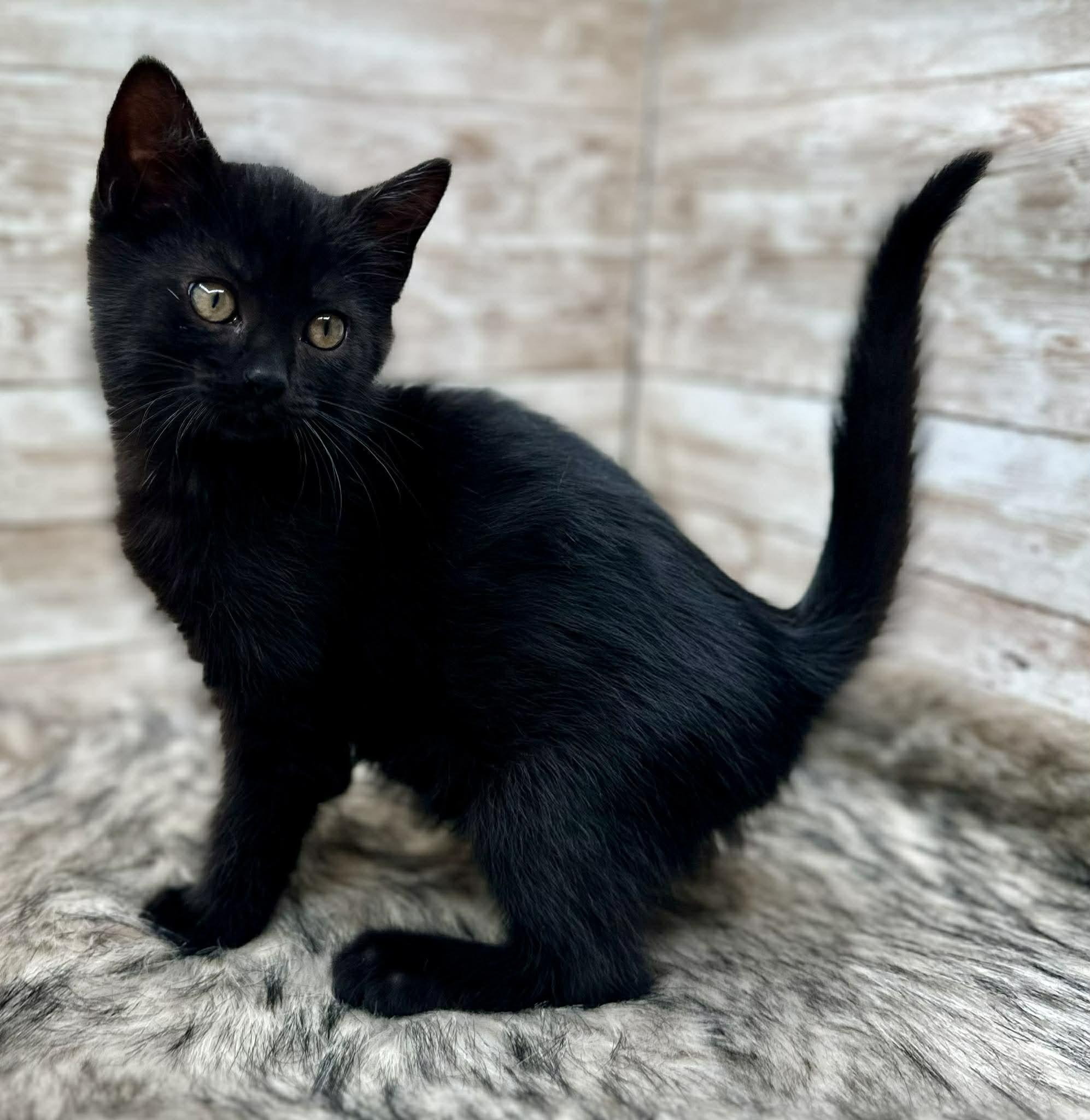 Hendrick, adopted, Kitten Male Domestic Short Hair.